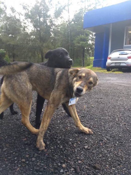 terry y negro perros policías