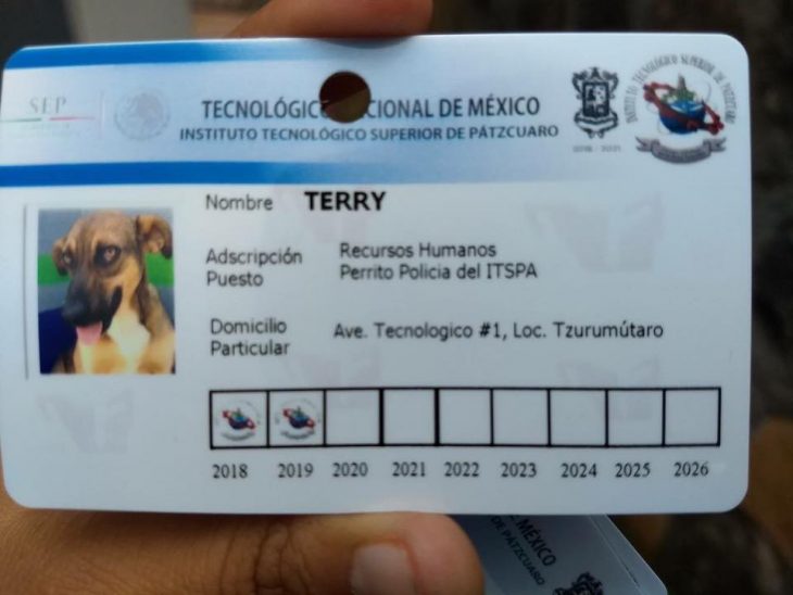 credenciales perros policias