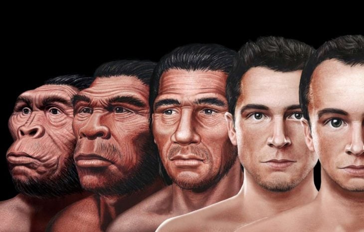 evolución rostro humano