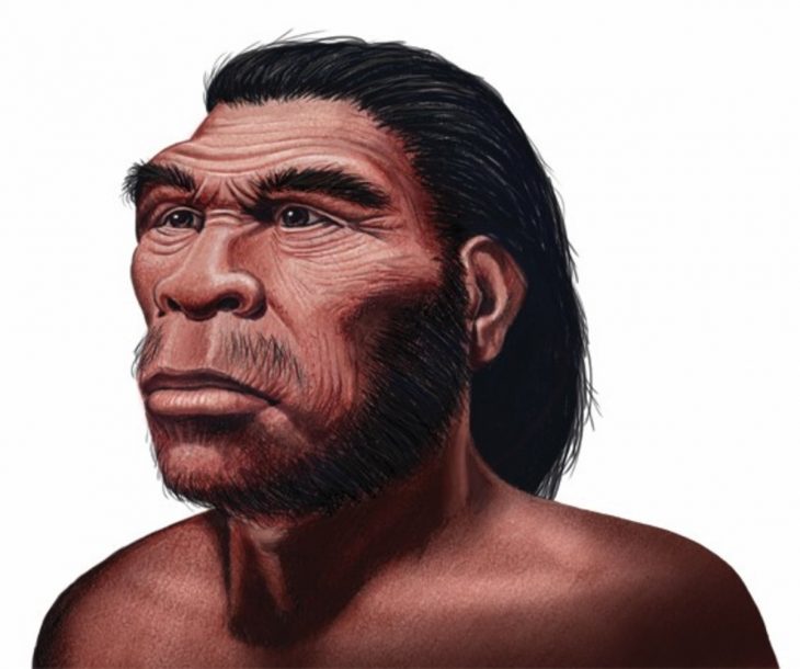 Homo habilis