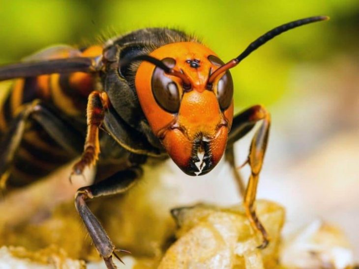 Avispón gigante japonés