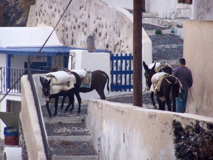 Burros en Santorini