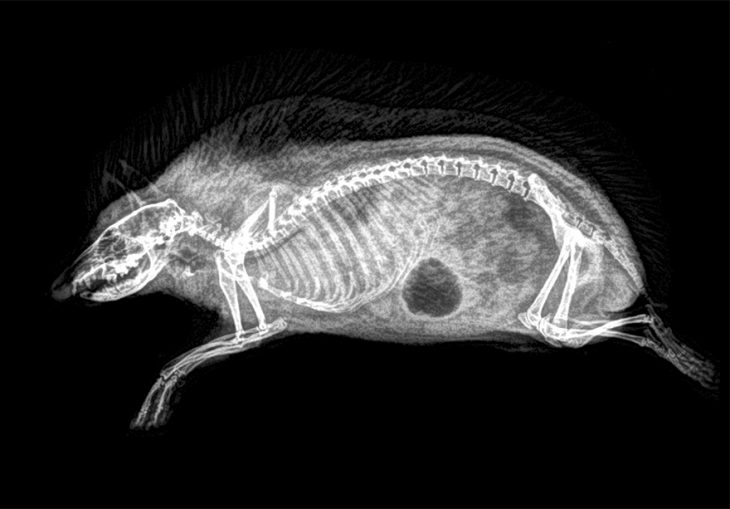 Rayos X de animales
