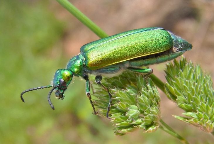 Escarabajo afrodisiaco