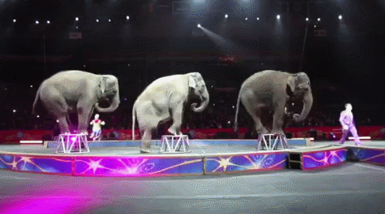 Elefantes en el circo