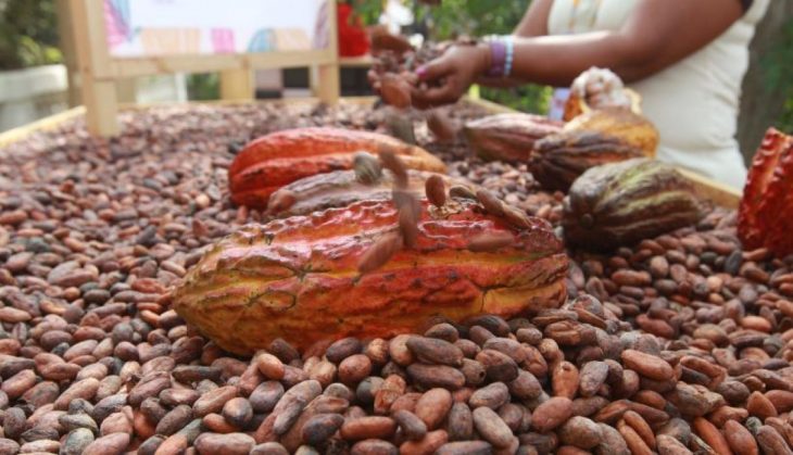 cacao semillas