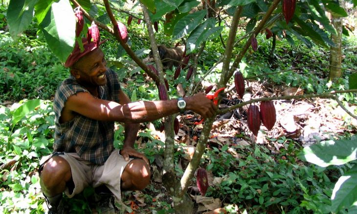 cacao