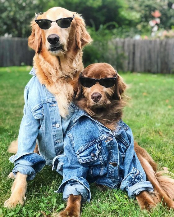 Finn, el perro con cáncer