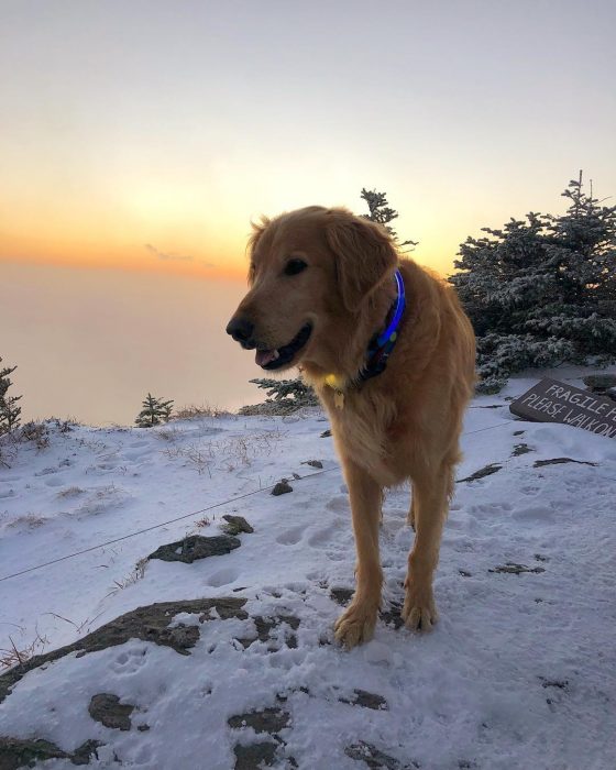 Finn, el perro con cáncer