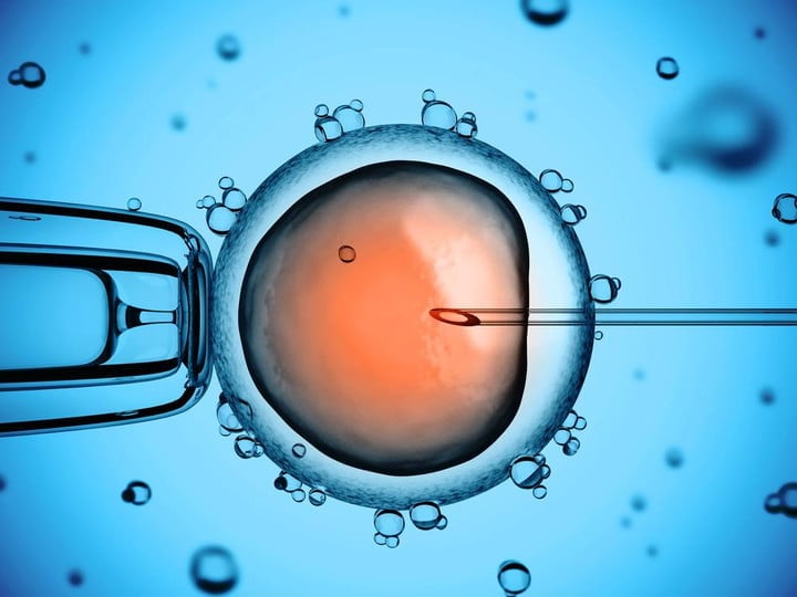 Embriones modificados