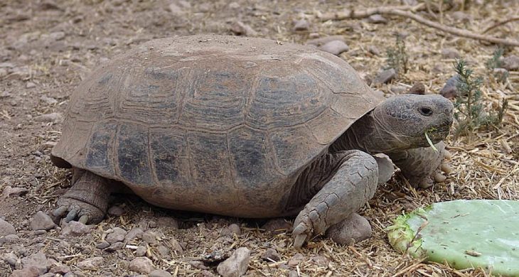 Tortuga llanera