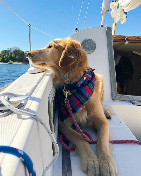 Finn, el perro con cáncer