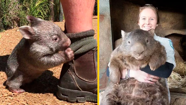 pequeños humanos wombats