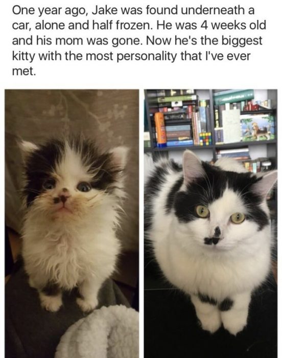 animales antes y después adoptado