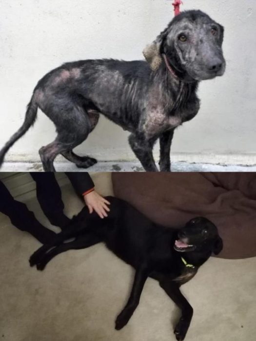 animales antes y después adoptado