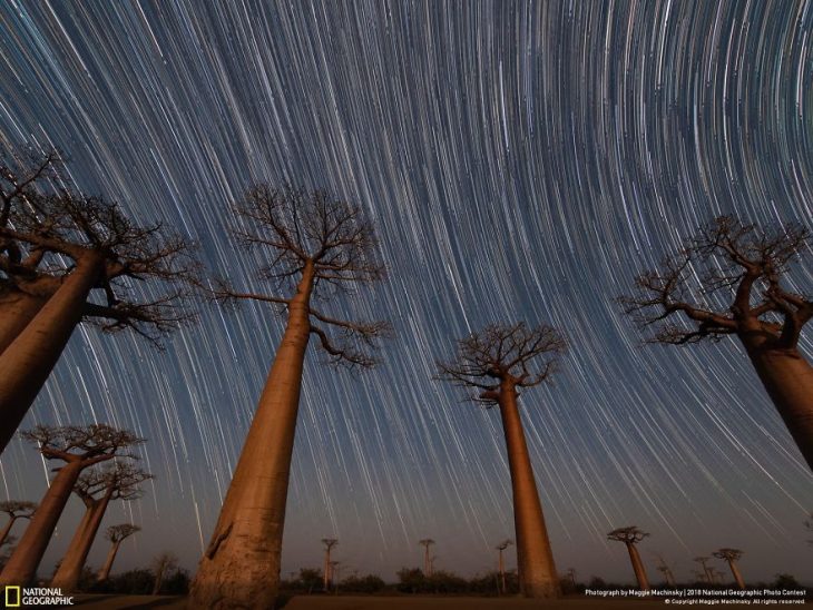 Van Gogh Baobabs, Maggie Machinsky