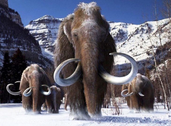 mamuts