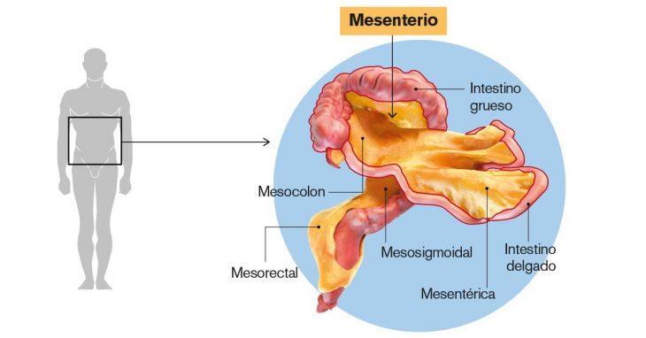 datos que no sabías mesenterio