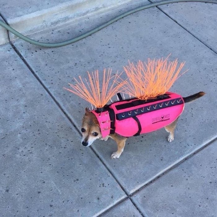 Inventos útiles disfraz perro