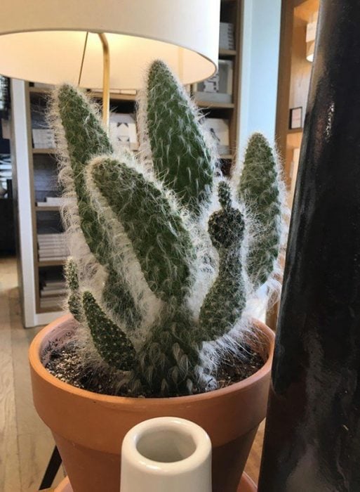 Objetos con mensaje cactus