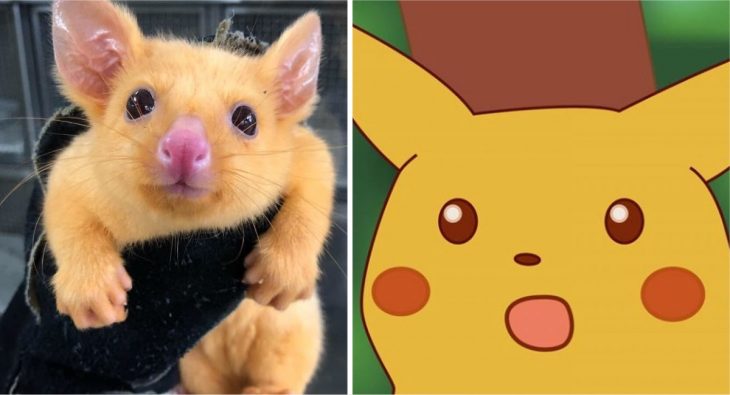 pikachú real