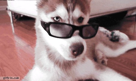 Perro con gafas