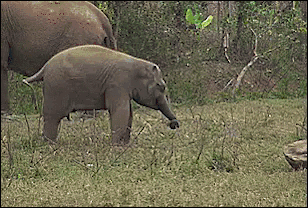 Elefante láser