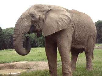 Elefante sin colmillo