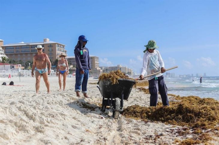 algas en playas energía