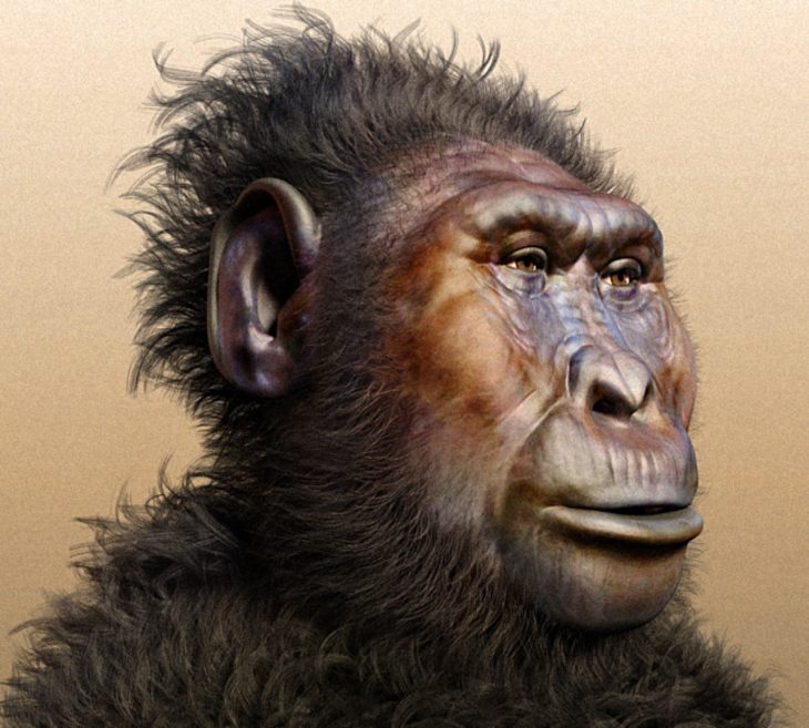 Paranthropus