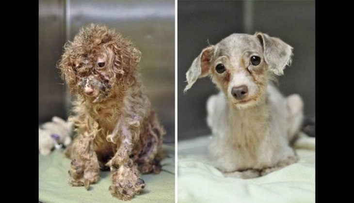 Antes y después de animales maltratados