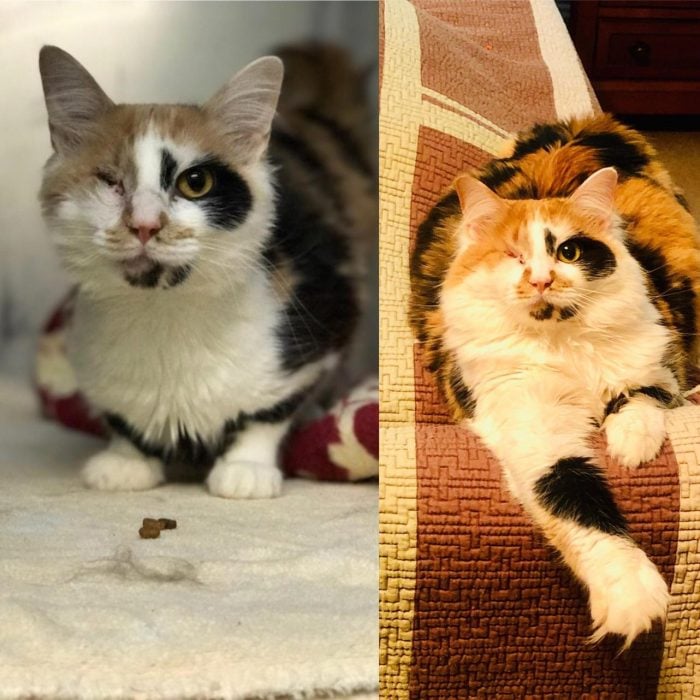 Antes y después de animales maltratados
