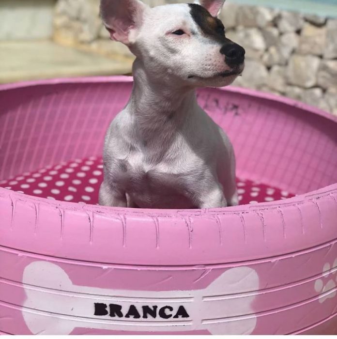 Recicla llantas viejas para hacer camas para animalitos de la calle 