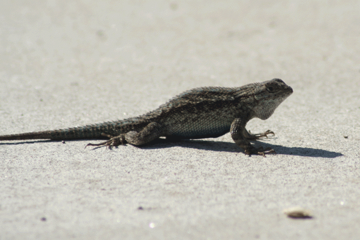 Lagartijas (push up)