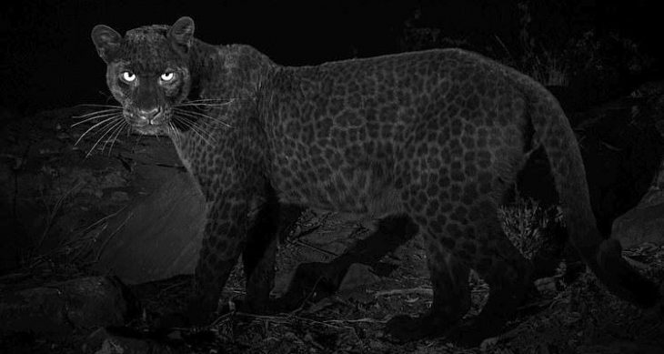 Leopardo negro