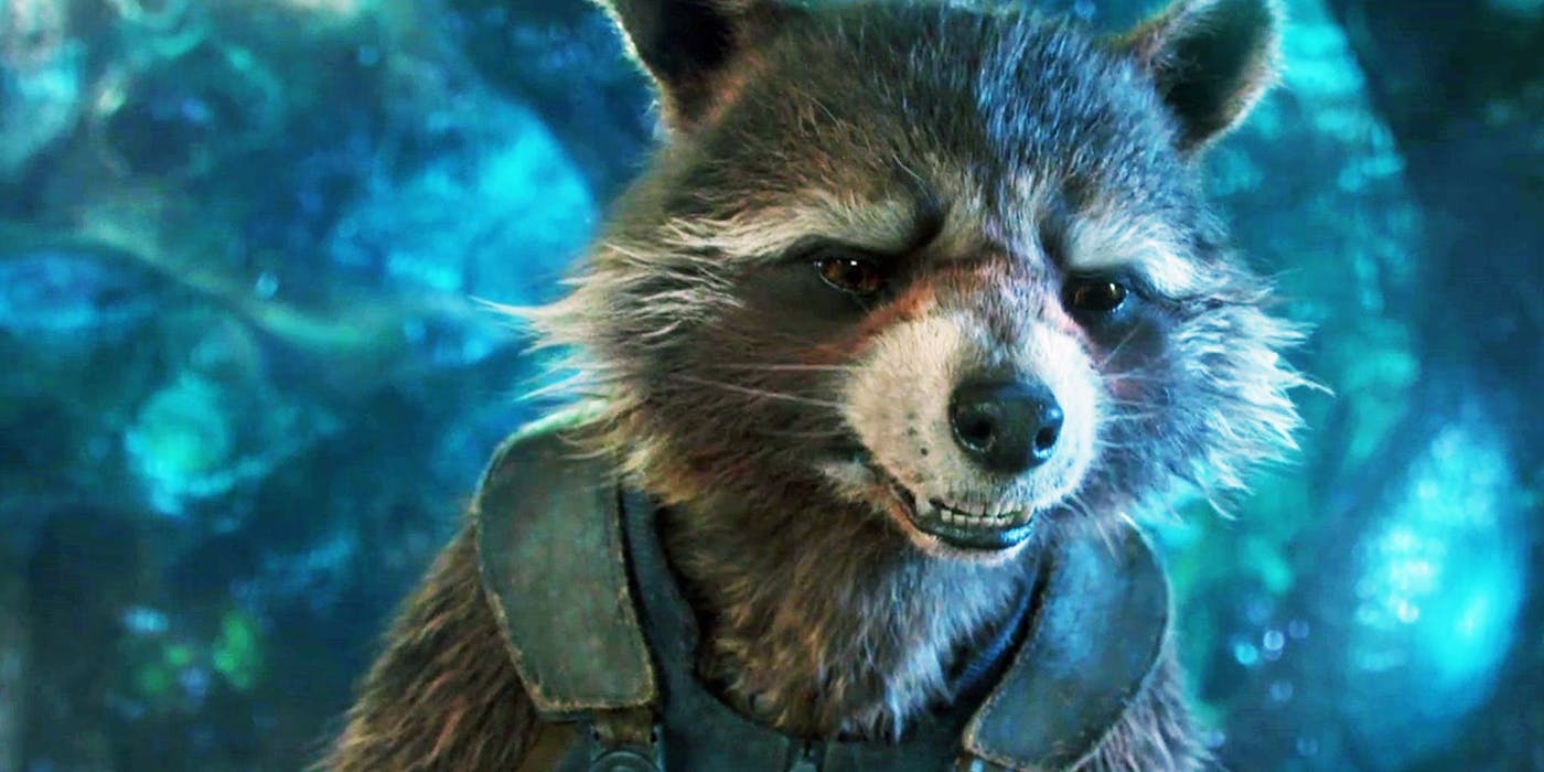 Murió Oreo, el mapache que inspiró a Rocket Racoon en cine