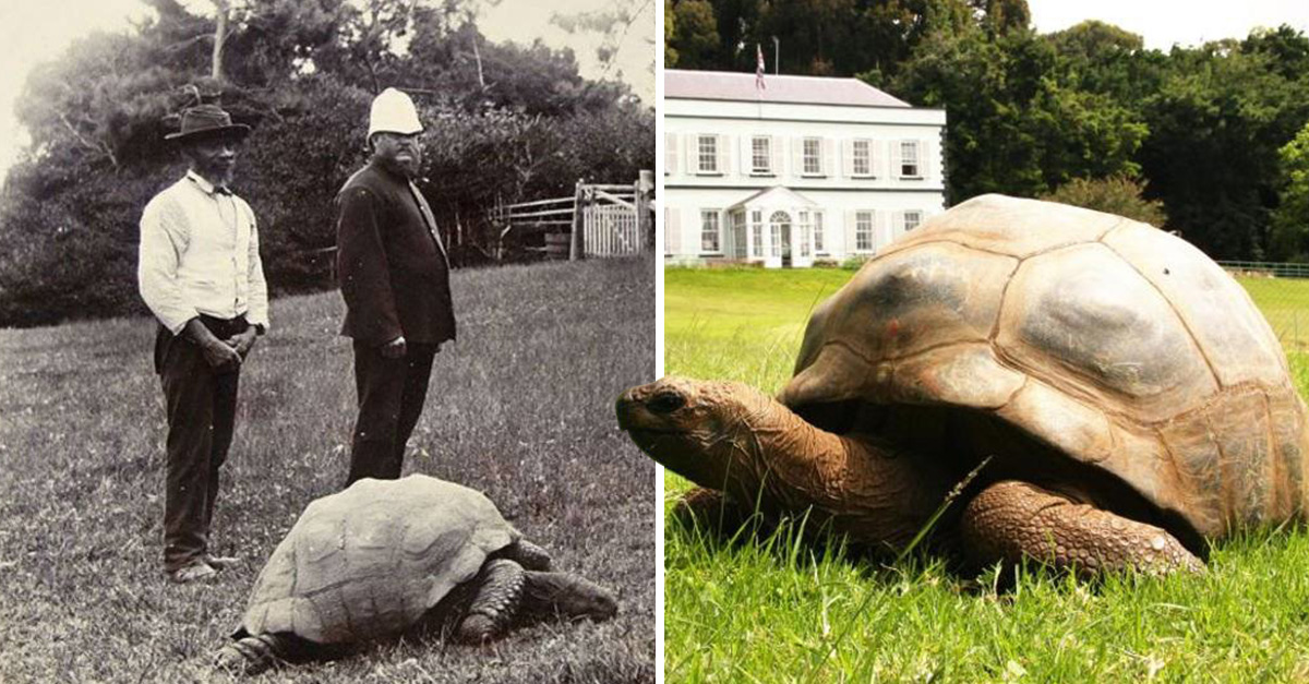 Animal Más Antiguo Del Mundo Vivo