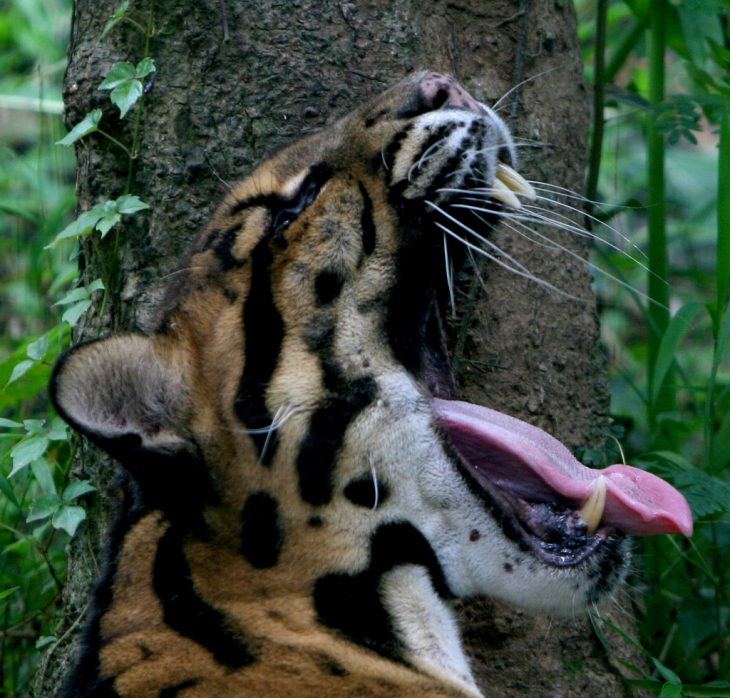 Leopardo nublado de formosa