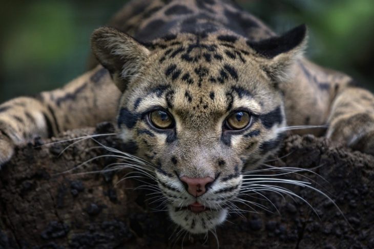 Leopardo nublado de formosa