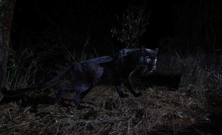 Leopardo negro africano