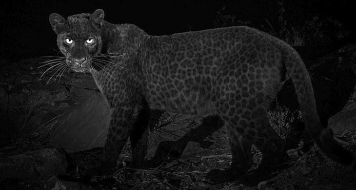 Leopardo negro africano