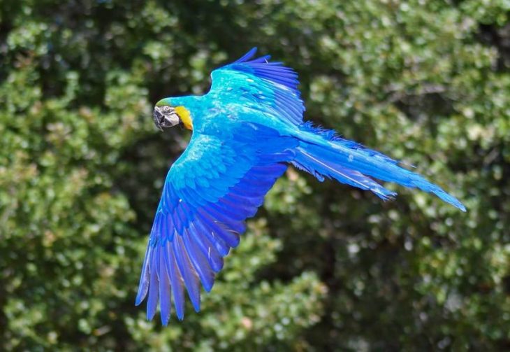 Guacamayo azul