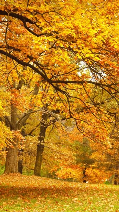 Fondos de pantalla naturaleza otoño