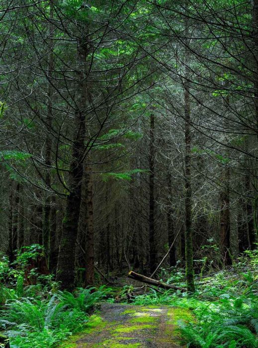 Fondos de pantalla naturaleza bosque