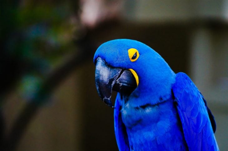 Guacamayo azul