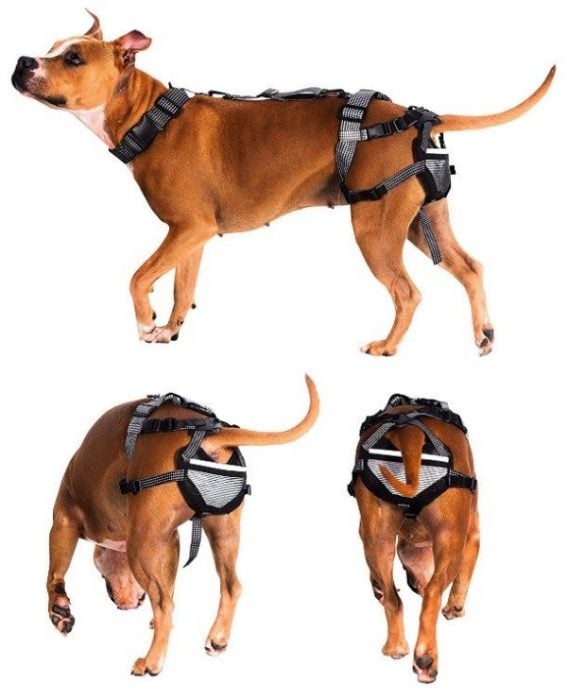 inventos con patente cinturón castidad perro