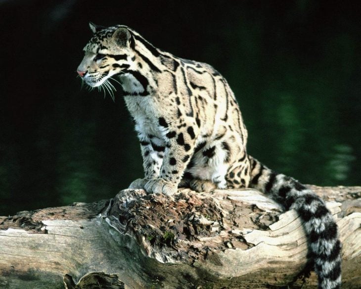 Leopardo nublado