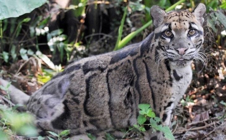 Leopardo nublado