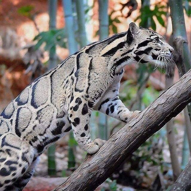 Leopardo nublado