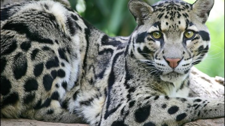 Leopardo nublado